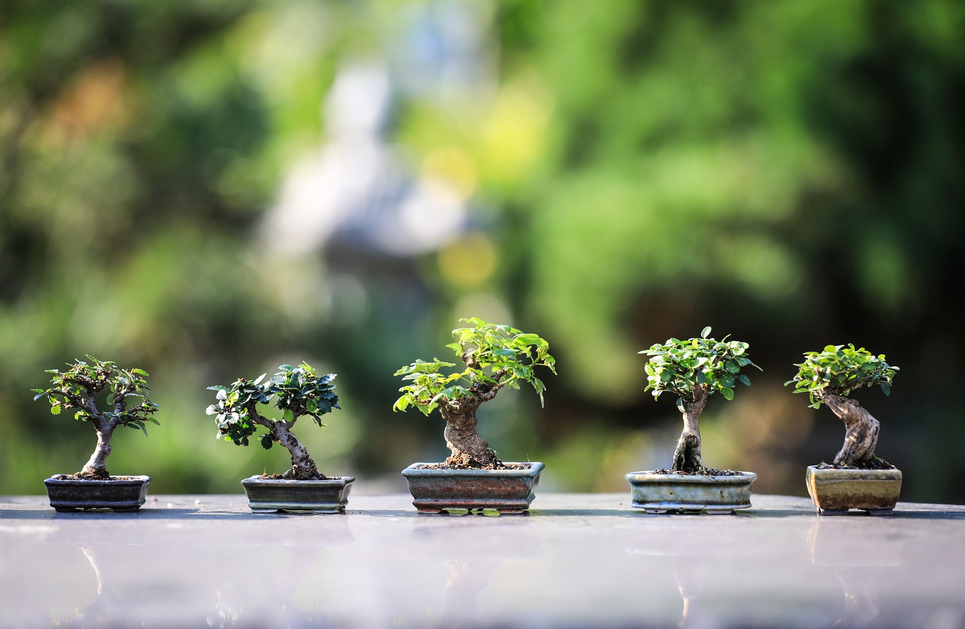 terrazza zen con bonsai